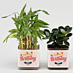 Lucky Bamboo and Ficus Happy Birthday Greetings Set