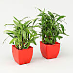 Layer Bamboo Plant in Red Pot