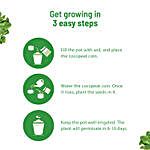Spinach DIY Grow Kit