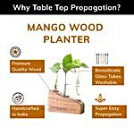 Lazy Gardener Mango Wood Planter- Set of 2