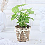 Jute-Wrapped Syngonium Surprise