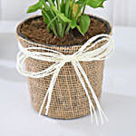 Jute-Wrapped Syngonium Surprise