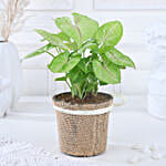 Jute-Wrapped Syngonium Surprise