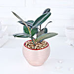 Gold Haven Rubber Plant Oasis