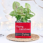 Christmas Syngonium Mug Garden