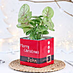Christmas Syngonium Mug Garden