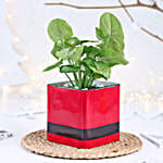 Christmas Syngonium Mug Garden