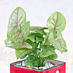 Christmas Syngonium Mug Garden