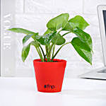 Golden Money Plant in Red Imported Plastic Pot