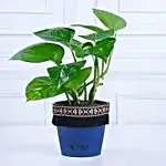 Gold King Money Plant in Black Square Pot with Boho Lace