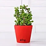 Jade Plant in Red Pot