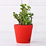 Jade Plant in Red Pot