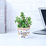 Jade Plant Winter Love Pot