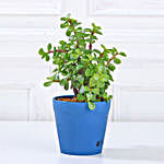 Lively Jade Plant in Blue Plastic Pot