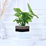 Syngonium Plant in Green Square Pot with Boho Lace