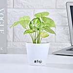Syngonium White Plant in Imported Plastic Pot