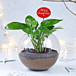 Prosperity Wishes Money Plant