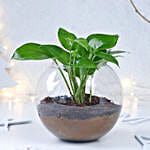 Prosperity Wishes Money Plant