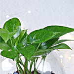 Prosperity Wishes Money Plant