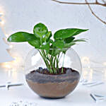 Prosperity Wishes Money Plant
