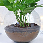 Prosperity Wishes Money Plant