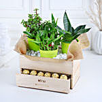 Plants & Rocher Choco Basket