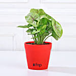 New Year Gift Of Green Promise