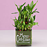 2 Layer Lucky Bamboo Plant Christmas Wishes