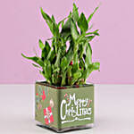 2 Layer Lucky Bamboo Plant Christmas Wishes