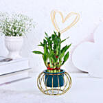 Lucky Bamboo In Modern Hearty Touch Pot