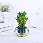 Lucky Bamboo In Modern Hearty Touch Pot