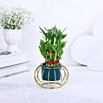 Lucky Bamboo In Modern Hearty Touch Pot