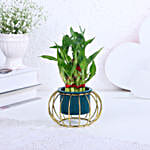 Lucky Bamboo In Modern Hearty Touch Pot
