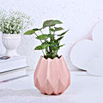 Syngonium Plant In Lotus Beauty Love Pot