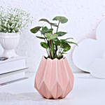Syngonium Plant In Lotus Beauty Love Pot