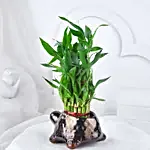 Lucky Bamboo In Tortoise Design Pot