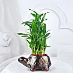 Lucky Bamboo In Tortoise Fun Pot
