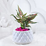 Pink Aglonema Plant In Burfi Cut Design Pot