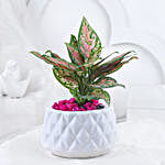 Pink Aglonema Plant In Burfi Cut Design Pot
