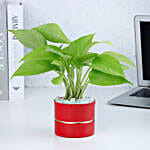 Money Plant Elegance in Red