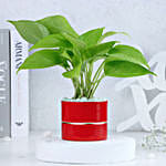 Money Plant Elegance in Red