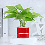 Money Plant Elegance in Red