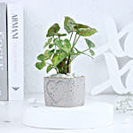 Syngonium in a Heart Planter