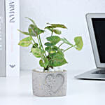 Syngonium in  Heart Planter