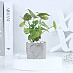 Syngonium in  Heart Planter