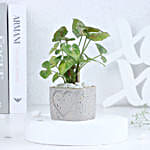 Syngonium in  Heart Planter