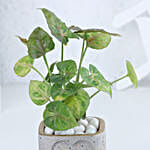 Syngonium in  Heart Planter