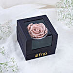 Forever Rose & Kisses Gift Combo
