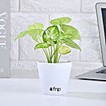 Air Purifying Syngonium Plant With White Pot