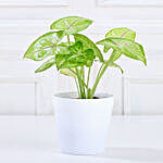 Air Purifying Syngonium Plant With White Pot